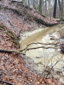 walk in the woods 1-12-2013 001